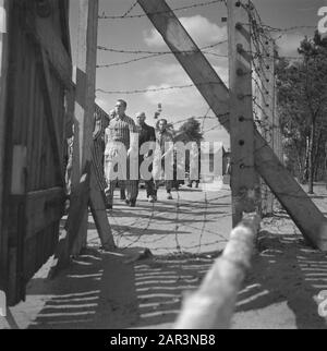 Reportage aus dem Lager in Vught Im Straflager in Vught, 7000 niederländische Mitarbeiter und Verräter sind gesperrt. Soldaten der niederländischen Stoottroopers sind für die Garde zuständig, insbesondere für die 300 niederländischen SS-Männer. Unter der Führung des Lagerkommandanten, Major L. Mennes, und seiner Helfer werden diese Häftlinge verwendet, um die Umgebung von Vught von Landminen zu reinigen. Sie sind mit den blau-weiß gestreiften Gefängnispaketen der von den Deutschen gefangenen ehemaligen Holländer bekleidet. Die Häftlinge erhalten die ebenfalls reduzierte zivile Mindestration, weil alle Delikatessen beseitigt wurden Stockfoto