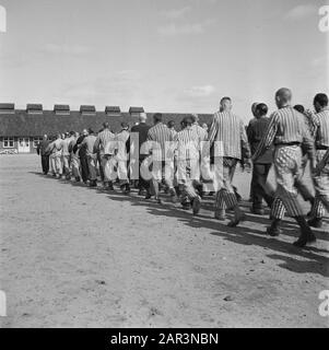 Reportage aus dem Lager in Vught Im Straflager in Vught, 7000 niederländische Mitarbeiter und Verräter sind gesperrt. Soldaten der niederländischen Stoottroopers sind für die Garde zuständig, insbesondere für die 300 niederländischen SS-Männer. Unter der Führung des Lagerkommandanten, Major L. Mennes, und seiner Helfer werden diese Häftlinge verwendet, um die Umgebung von Vught von Landminen zu reinigen. Sie sind mit den blau-weiß gestreiften Gefängnispaketen der von den Deutschen gefangenen ehemaligen Holländer bekleidet. Die Häftlinge erhalten die ebenfalls reduzierte zivile Mindestration, weil alle Delikatessen beseitigt wurden Stockfoto