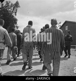 Reportage aus dem Lager in Vught Im Straflager in Vught, 7000 niederländische Mitarbeiter und Verräter sind gesperrt. Soldaten der niederländischen Stoottroopers sind für die Garde zuständig, insbesondere für die 300 niederländischen SS-Männer. Unter der Führung des Lagerkommandanten, Major L. Mennes, und seiner Helfer werden diese Häftlinge verwendet, um die Umgebung von Vught von Landminen zu reinigen. Sie sind mit den blau-weiß gestreiften Gefängnispaketen der von den Deutschen gefangenen ehemaligen Holländer bekleidet. Die Häftlinge erhalten die ebenfalls reduzierte zivile Mindestration, weil alle Delikatessen beseitigt wurden Stockfoto