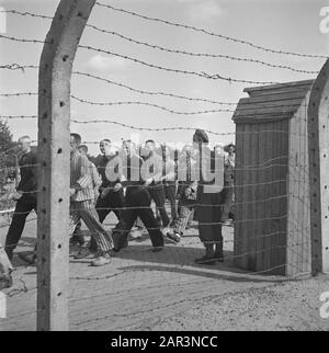 Reportage aus dem Lager in Vught Im Straflager in Vught, 7000 niederländische Mitarbeiter und Verräter sind gesperrt. Soldaten der niederländischen Stoottroopers sind für die Garde zuständig, insbesondere für die 300 niederländischen SS-Männer. Unter der Führung des Lagerkommandanten, Major L. Mennes, und seiner Helfer werden diese Häftlinge verwendet, um die Umgebung von Vught von Landminen zu reinigen. Sie sind mit den blau-weiß gestreiften Gefängnispaketen der von den Deutschen gefangenen ehemaligen Holländer bekleidet. Die Häftlinge erhalten die ebenfalls reduzierte zivile Mindestration, weil alle Delikatessen beseitigt wurden Stockfoto