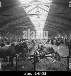 Hengstgenehmigung bei den Bosch Datum: 21. Juni 1946 Standort: Den Bosch Stichworten: Hengstzulassungen Stockfoto