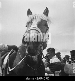 Hengstgenehmigung bei den Bosch Datum: 21. Juni 1946 Standort: Den Bosch Stichworten: Hengstzulassungen Stockfoto