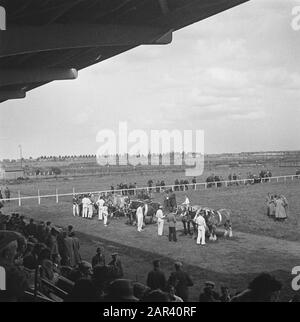 Hengstgenehmigung bei den Bosch Datum: 21. Juni 1946 Standort: Den Bosch Stichworten: Hengstzulassungen Stockfoto