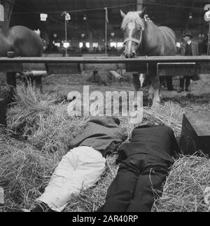 Hengstgenehmigung bei den Bosch Datum: 21. Juni 1946 Standort: Den Bosch Stichworten: Hengstzulassungen Stockfoto