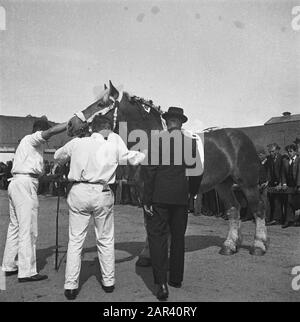 Hengstgenehmigung bei den Bosch Datum: 21. Juni 1946 Standort: Den Bosch Stichworten: Hengstzulassungen Stockfoto