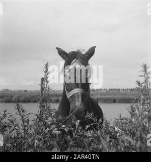 Hengstgenehmigung bei den Bosch Datum: 21. Juni 1946 Standort: Den Bosch Stichworten: Hengstzulassungen Stockfoto