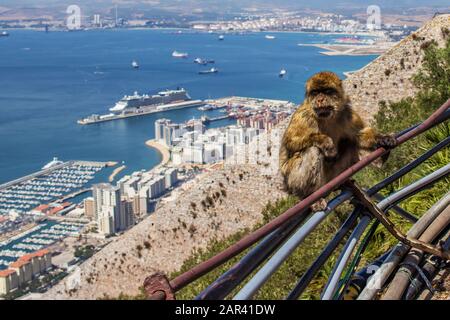 High-Angle-Aufnahme eines Affen in der hängen Stadt am Strand in Gibraltar Stockfoto