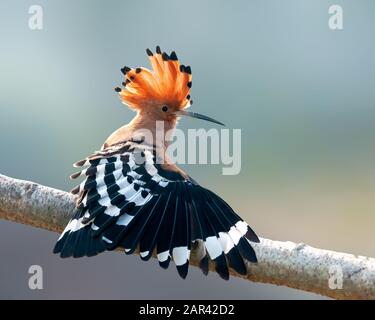 Gewöhnlicher Hoopoe, der sich auf einem Baumstich ausdehnt Stockfoto