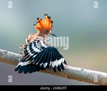 Gewöhnlicher Hoopoe, der sich auf einem Baumstich ausdehnt Stockfoto