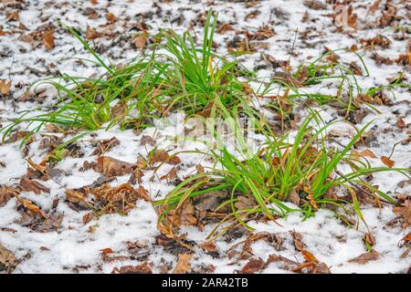 Grünes Gras unter dem ersten Schnee. Der Charme des Herbstes Stockfoto