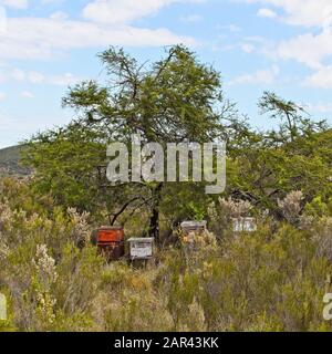 Landschaft eines Waldes voller verschiedener Arten von Pflanzen Und Nesselsucht in der Mitte Stockfoto