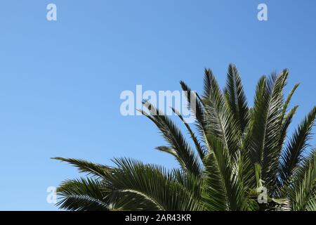 Low-Angle-Aufnahme einer Palme, die das klare berührt Himmel Stockfoto