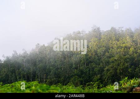 Nebel auf dem tropischen Bergwald am Morgen Stockfoto