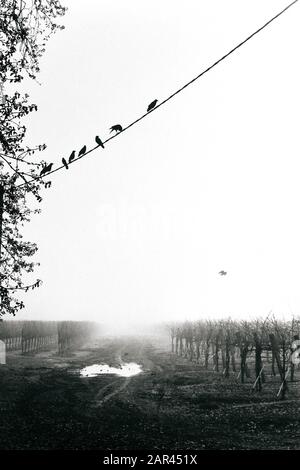 Ein Mord an Krähen, die auf einem Elektrokabel über einem desolaten Weinberg ruhen, der im ländlichen Santa Rosa, Kalifornien, von dichtem Nebel bedeckt ist. 35-mm-Schwarzweißfilm. Stockfoto