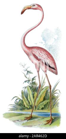 Größerer Flamingo phönicopterus roseus, (, ) Stockfoto