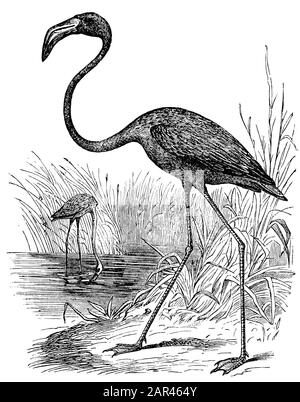 Größerer Flamingo, Phönicopterus roseus, anonym (Zoologiebuch, 1889) Stockfoto