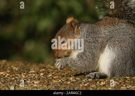 Ein Kopfschuss eines niedlichen Grauhörnchens, Scirius carolinensis, der Samen auf einer Betonbrücke isst. Stockfoto