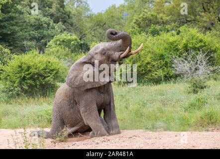 Verspielter junger afrikanischer Elefant setzt sich in einem trockenen Flussbett im Kruger National Park in Südafrika Bild in horizontaler Form ab Stockfoto