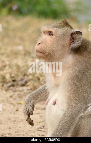 In der Nähe eines Makaken-Affen (Macaca fascicularis) in den Angkor Wat Tempeln in Kambodscha, Südostasien, sitzen Stockfoto