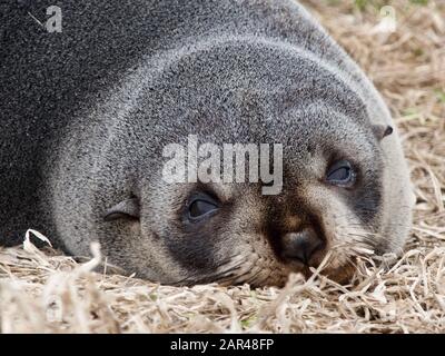 Nahaufnahme eines neuseeländischen Fellsiegels (Arctocephalus forsteri), das auf dem Boden liegt, der am Katiki Point Lighthouse in Neuseeland (Aotearoa) aufgenommen wurde Stockfoto