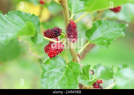 Maulbeer-Fruchtgruppe am Stamm mit unscharfem Hintergrund hängend. Stockfoto