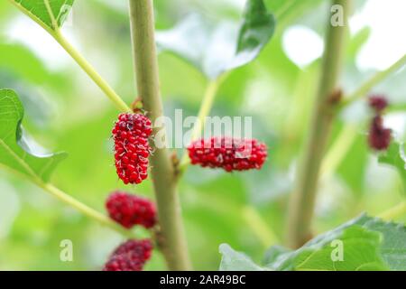 Maulbeer-Fruchtgruppe am Stamm mit unscharfem Hintergrund hängend. Stockfoto