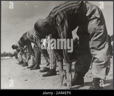 Zusammenarbeit Niederlande. Internierungslager Vught. Strafturnen im Hof Datum: Juni 1945 Ort: Niederlande, Vught Schlüsselwörter: Kriege, Krieg Stockfoto