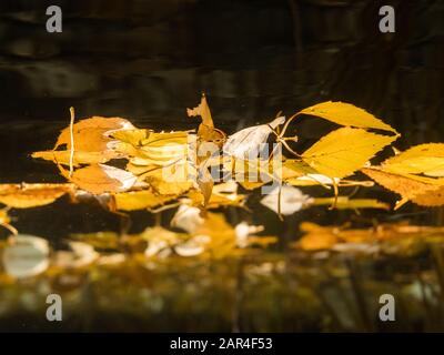 Unterwasseransicht der gelb gefallenen Birkenblätter auf der Wasseroberfläche Stockfoto
