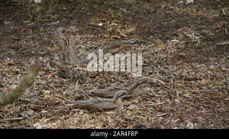 Fotos von Curlew-Vögeln, die ihr Gefieders als perfekte Tarnung gegen die Rinde, Stöcke und Gras zeigen, die in ihrem gesamten Lebensraum zu finden sind. Stockfoto