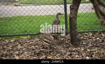 Fotos von Curlew-Vögeln, die ihr Gefieders als perfekte Tarnung gegen die Rinde, Stöcke und Gras zeigen, die in ihrem gesamten Lebensraum zu finden sind. Stockfoto