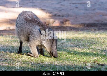 Warthog weidet auf dem Zeltplatz im Waterberg Plateau-Nationalpark, Namibia Stockfoto