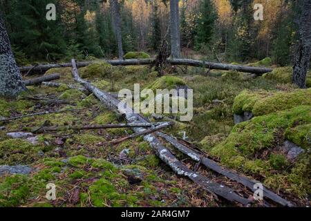 Fichtenwald mit einer schimmeligen Liegerichtfichte im Vordergrund Stockfoto