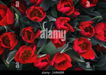 Dunkelrote Tulpenblumen wachsen im Freien, Draufsicht. Stockfoto