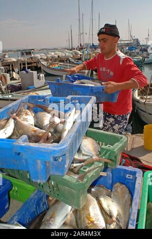 Fischer mit Fischfang in Acco, Israel Stockfoto