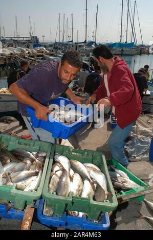 Fischer mit Fischfang in Acco, Israel Stockfoto