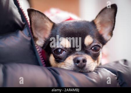 Winziger schwarzer Hund mit großen Augen blickt in die Kamera, er ruht auf seinem Menschen Stockfoto