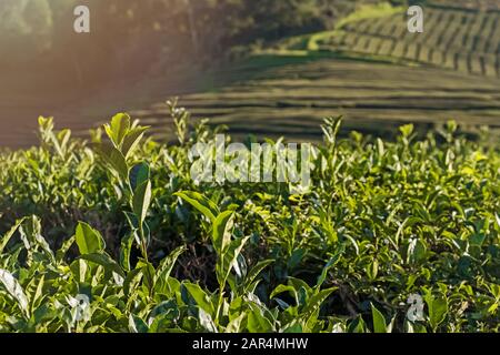 Frische grüne Blätter in der Morgenlicht-Nahaufnahme Stockfoto