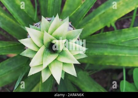 Nahaufnahme der kleinen wachsenden Ananas mit frischen grünen Blättern Stockfoto