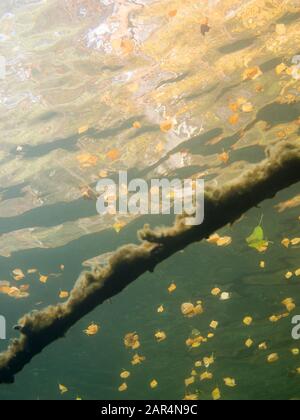 Unterwasseransicht der Herbstblätter, die auf der Wasseroberfläche dahinter schweben Versunkener Baum Stockfoto