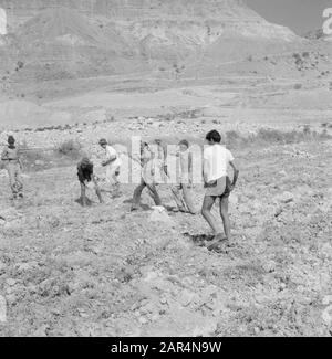 Israel 1964-1965: Ein Gedi Ein Gedi. Männer befreien ein Feld mit Steinen, bevor es gepflügt wird Datum: 1964 Ort: Totes Meer, ein Gedi, Israel Schlüsselwörter: Felder, Bauern, Kibbutz, Landwirtschaft Stockfoto