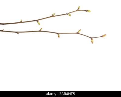 Nahaufnahme von zwei Lindener Zweigen mit jungen Knospen isoliert auf weißem Grund. Stockfoto