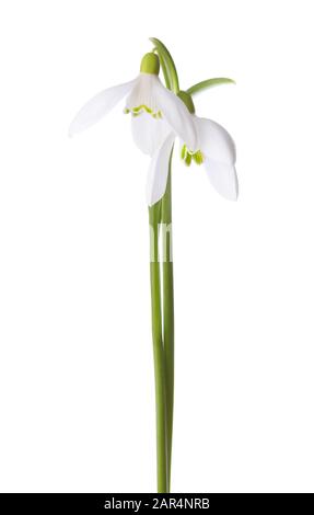Zwei Snowdrops isoliert auf weißem Hintergrund. Stockfoto