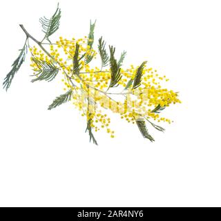 Zweig der Mimosa-Blumen isoliert auf weißem Hintergrund. Stockfoto
