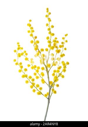 Zweig der Mimosa-Blumen isoliert auf weißem Hintergrund. Stockfoto