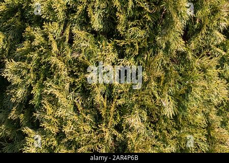 Nahaufnahme der Zedernblätter, Thuja-occidentalis Stockfoto