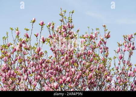 Schöne magnolia blüht am blauen Himmel. Frühlingskarten Stockfoto