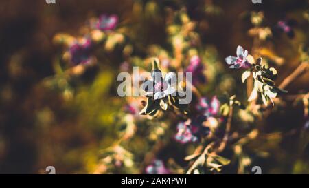 Schöne Blume aus vier Uhrenfamilien Stockfoto