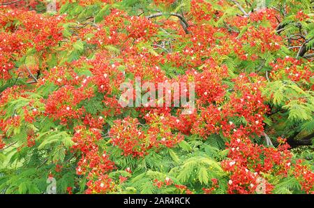 Pfau-Blumen auf Poinciana Baum Stockfoto