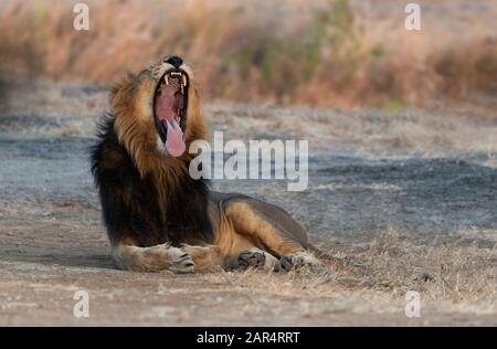 Gähnender asiatischer männlicher Löwe in Gujarat, Indien Stockfoto