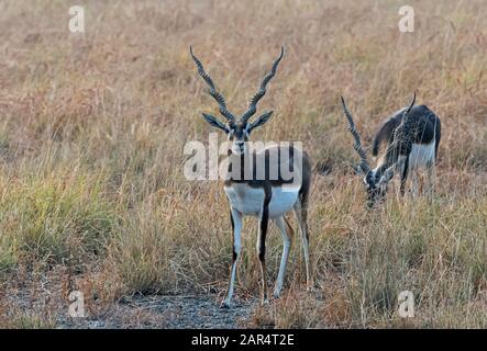 Blackbucks weidet im Blackbuck-Nationalpark, Velavadra, Gujarat, Indien Stockfoto